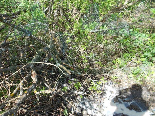 dscn1745_0.jpg
